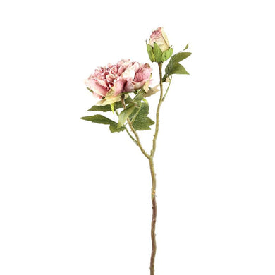 PTMD - Peony Flower pink cream peony stem with bud