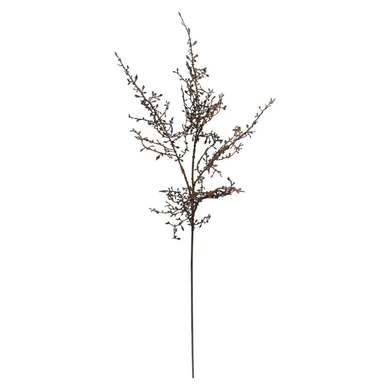 Mansion 109cm corokia spray orange