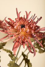 Afbeelding in Gallery-weergave laden, PTMD - Garden Flower burgundy chrysanthemum spray