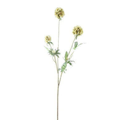 PTMD - Garden Flower Green scabiosa spray