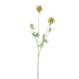PTMD - Garden Flower Green scabiosa spray
