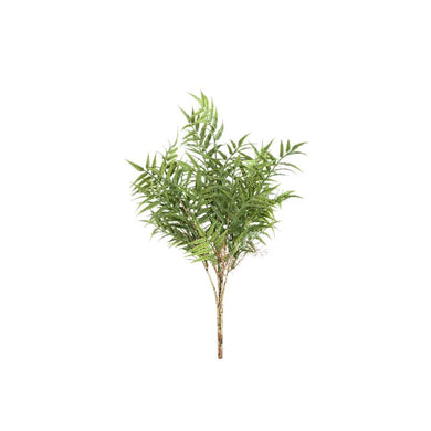 PTMD - Leaves Plant Green fern bush