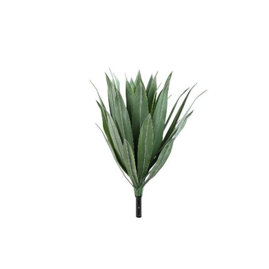 PTMD - Succulent Plant Green agave sisalana