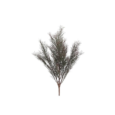 PTMD - Grass Plant Green Burgundy willow grass bush