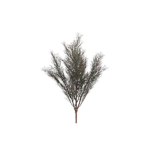 PTMD - Grass Plant Green Burgundy willow grass bush