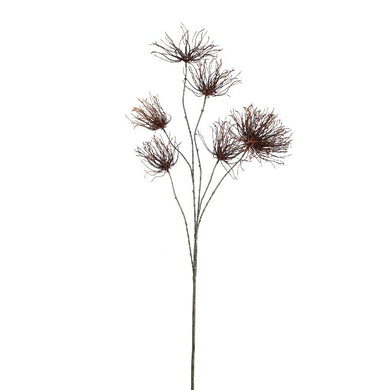 PTMD - Twig Plant Brown grevillea flower spray