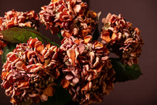 Afbeelding in Gallery-weergave laden, PTMD - Hydrangea Flower Rust hydrangea stem large