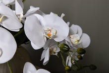 Afbeelding in Gallery-weergave laden, PTMD - Orchid Flower White phalaenopsis plant bush