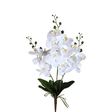 Afbeelding in Gallery-weergave laden, PTMD - Orchid Flower White phalaenopsis plant bush