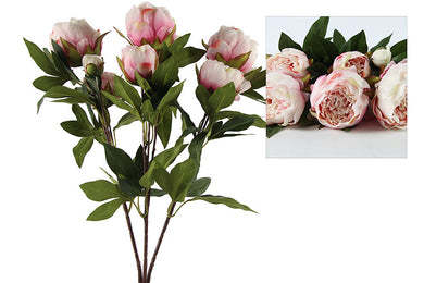 Paeonia Rosa Roze