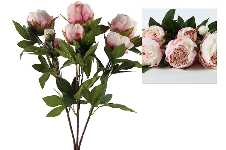 Paeonia Rosa Roze
