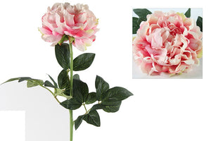 Paeonia Rosaline roze-L44,1B14,2H4,7CM