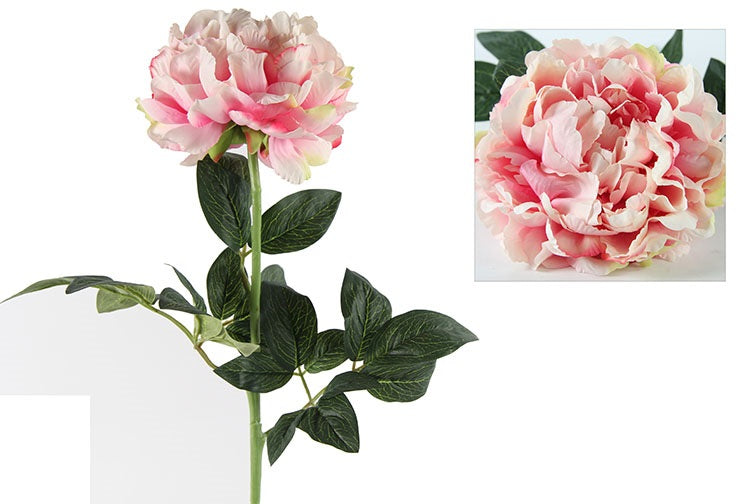 Paeonia Rosaline roze-L44,1B14,2H4,7CM