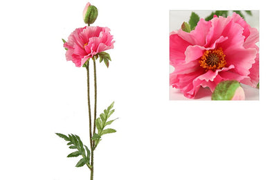 Papaver Vere roze-L64B13H3CM