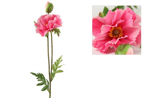 Papaver Vere roze-L64B13H3CM