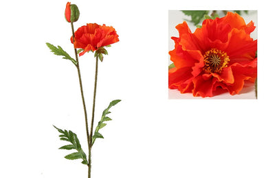 Papaver Vere oranje-L64B13H3CM