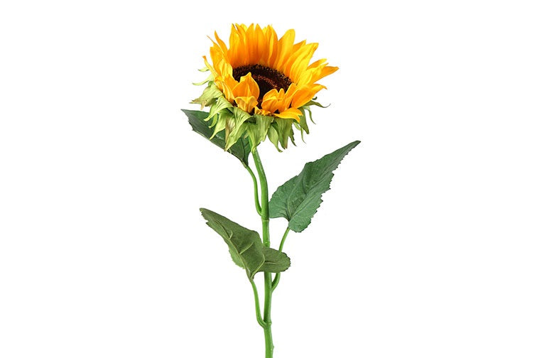 Helianthus annuus Ilona S geel-L8B8H85,1CM