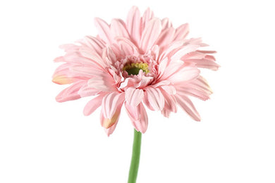 Gerbera Leanne roze-L8B8H63,5CM