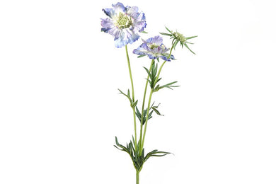 Scabiosa José blauw-L8B8H74CM