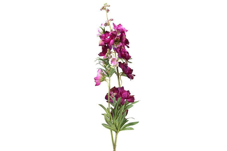 Delphinium Jesika paars-L8B8H94CM