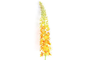 Lythrum S oranje-L6B6H105CM