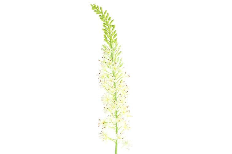 Lythrum S wit-L6B6H105CM
