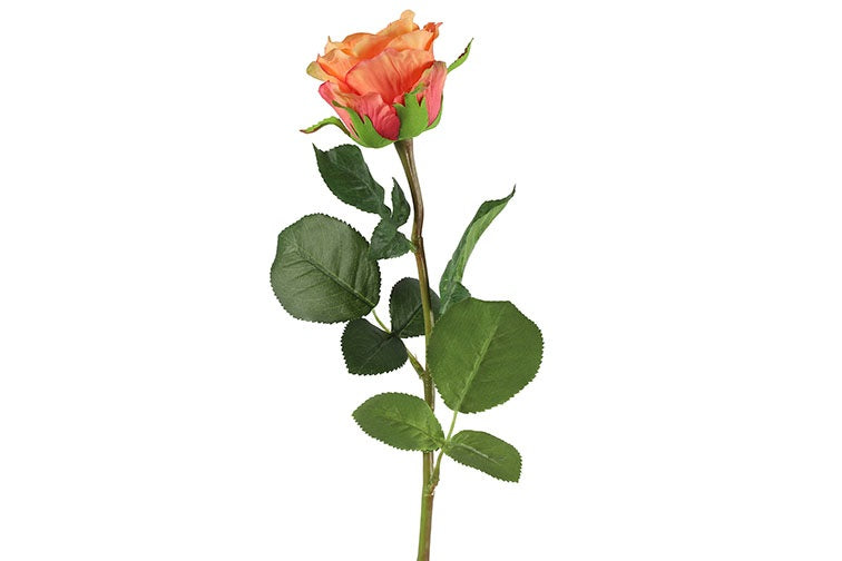 Rosa oranje-L8B8H70CM