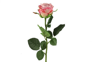 Rosa roze-L8B8H70CM