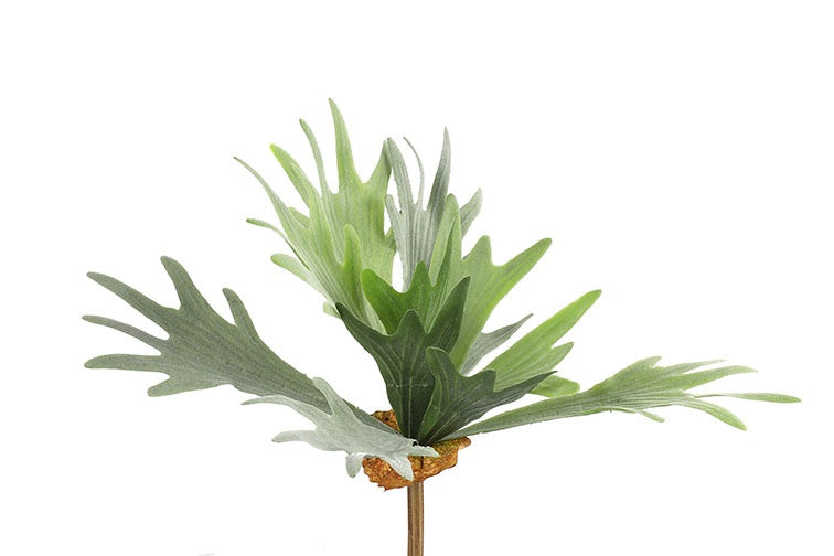 Platycerium groen-L10B10H63,5CM
