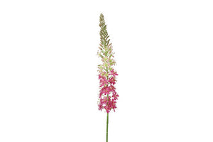 Eremurus S d.roze-L5B6H105CM