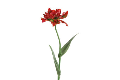 Tulipa (Paeonia) rood-L15B15H67CM
