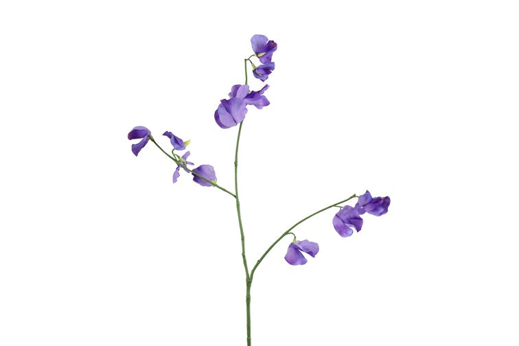 Lathyrus oradus paars-L20B15H77CM