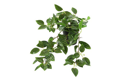 Peperomia groen-L50B30H23CM