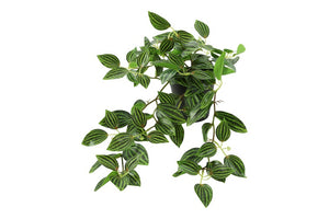 Peperomia groen-L50B30H23CM