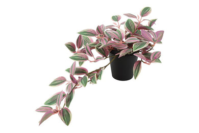 Peperomia paars-L50B30H23CM