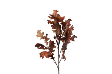 Quercus bruin