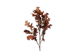 Quercus bruin