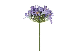 Agapanthus blauw-L10B10H74CM