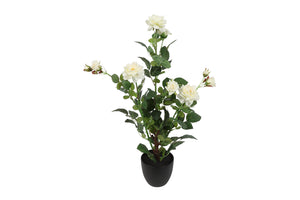 Jasmine wit