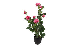 Jasmine d.roze-L22B22H69CM