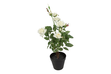 Camellia wit-L25B20H49CM