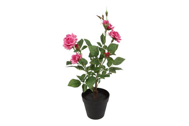 Camellia d.roze-L25B20H49CM