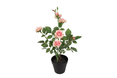 Camellia roze-L25B20H49CM