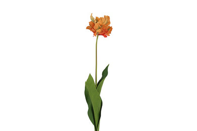 Tulipa (Parrot French) XL oranje-L73B11H11CM