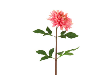 Dahlia S d.roze