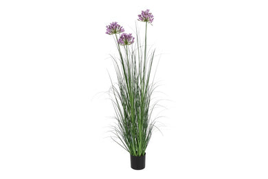 Agapanthus S blauw-L10B10H120CM