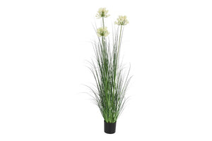 Agapanthus S wit-L10B10H120CM