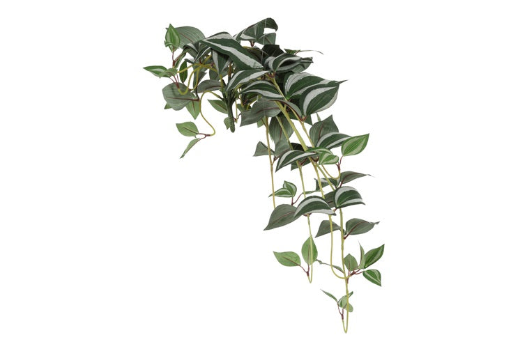 Tradescantia S groen-L70B20H10CM