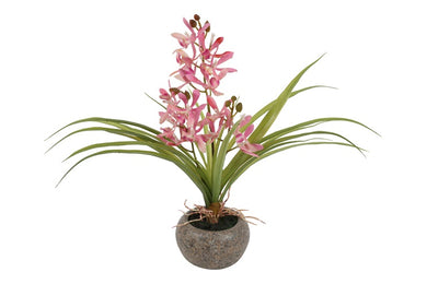 Odontocidium roze-L40B10H30CM