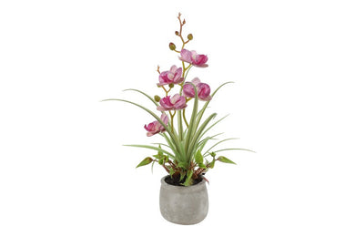 Phalaenopsis mini w/pot arrangement paars-L8B9H34CM